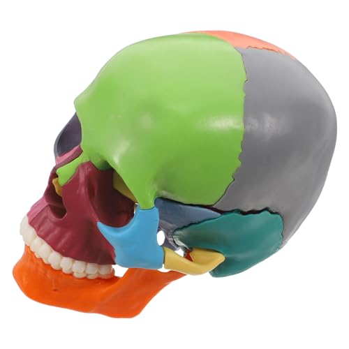 Gatuida Hochwertiges Schädelmodell Aus Kunststoff Für Den Anatomieunterricht Gehirnfigur Mit Detaillierter Darstellung von Gatuida