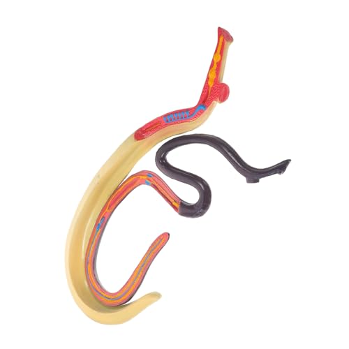 Gatuida Schistosoma-Modell anatomical model Blutegel Modell Bildungsmodell Biologie-Zoologie-Exemplar Kinderspielzeug Wissenschaftsbedarf pädagogisches Lernspielzeug Tier Ausrüstung von Gatuida