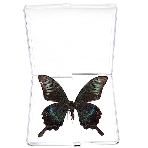 Gatuida Schmetterlings-exemplar Schmetterling Dekorationen Schmetterlings-haarspangen Schmetterlingsclip Schmetterlingskuchendekorationen Schmetterlings-kit Schmetterlinge Plastik Gatuida Schmetterlings-exemplar Schmetterling Dekorationen Schmetterlings-haarspangen Schmetterlingsclip Schmetterlingskuchendekorationen Schmetterlings-kit Schmetterlinge Plastik von Gatuida