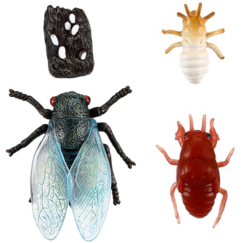 Gatuida Simuliertes Lebenszyklus Modell aus Robustem Kunststoff Pädagogisches Lernspielzeug für Vorschulkinder Teiliges Vielseitig als oder Partytüten Füller Geeignet von Gatuida