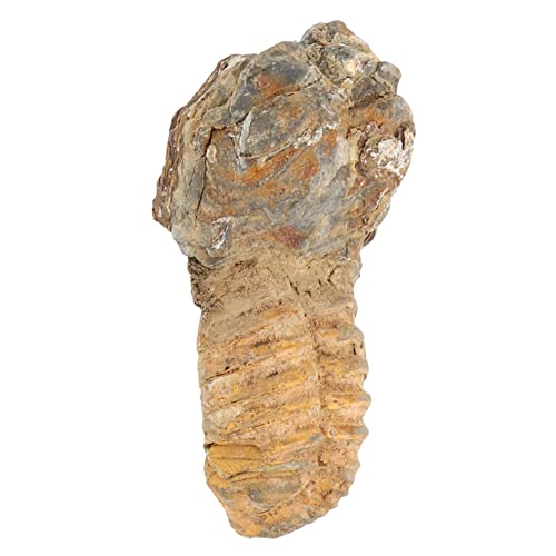 Gatuida Trilobiten- Echtes Modell Dekoration Tischschmuck Schüler Unterrichten Lehrmittel Requisiten Lehren Modell Desktop-ornament Paläontologische Verzierung Lehrreich Stein von Gatuida