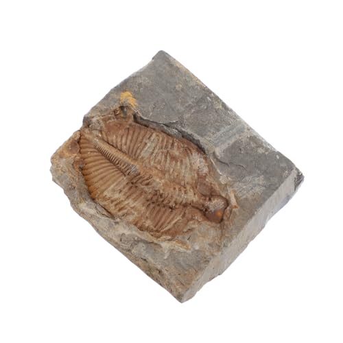 Gatuida Trilobiten- tierisches Exemplar Skelett- der Felsen Dinosaurier Steinbecher schreibtischdeko schreibtisch dekoration Tierpräparat wohnraumdeko Ausbildung Paläontologie Gatuida Trilobiten- tierisches Exemplar Skelett- der Felsen Dinosaurier Steinbecher schreibtischdeko schreibtisch dekoration Tierpräparat wohnraumdeko Ausbildung Paläontologie von Gatuida