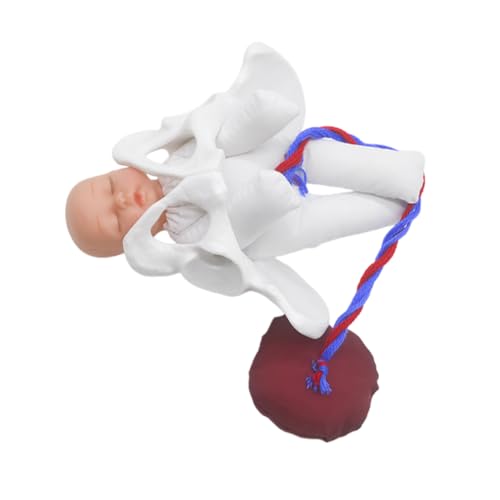 Gatuida Weibliches Beckenmodell Geburtssimulator mit Mini fötus Nabelschnur Plazenta Geburt Demonstrationsmodell für Hebammen Ausbildung und Klinische Unterricht Nutzung Gatuida Weibliches Beckenmodell Geburtssimulator mit Mini fötus Nabelschnur Plazenta Geburt Demonstrationsmodell für Hebammen Ausbildung und Klinische Unterricht Nutzung von Gatuida