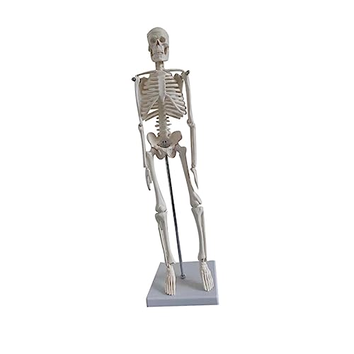 Gatuida Menschliches Skelettmodell Simulation Knochenmodell Kunstskelettmodell Männchen Körper Wissenschaftliches Skelettmodell Mann Statue Puppe Weiß Menschlicher Körper Pvc Hilfswerkzeug von Gatuida