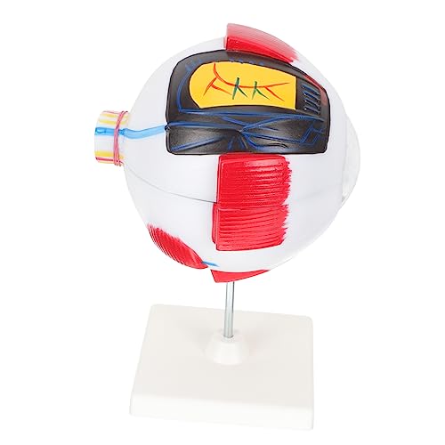 Gatuida menschliches auge modell Wissenschaft Augapfel-Anatomie-Darstellungsmodell Vorbau-Kits Modelle Figur Augenmodell Modell der Augenanatomie Anatomiemodell des menschlichen Auges PVC Gatuida menschliches auge modell Wissenschaft Augapfel-Anatomie-Darstellungsmodell Vorbau-Kits Modelle Figur Augenmodell Modell der Augenanatomie Anatomiemodell des menschlichen Auges PVC von Gatuida