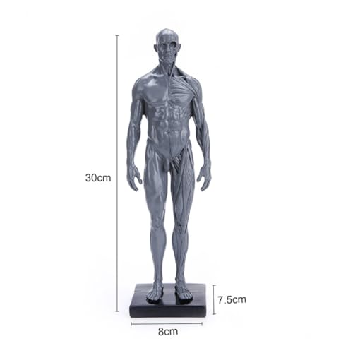 Gatuida männliches Modell Modelle anatomisches Modell Biologie Demonstrationsmodell Muskelstrukturmodell Körper Kunsthandwerk von Gatuida