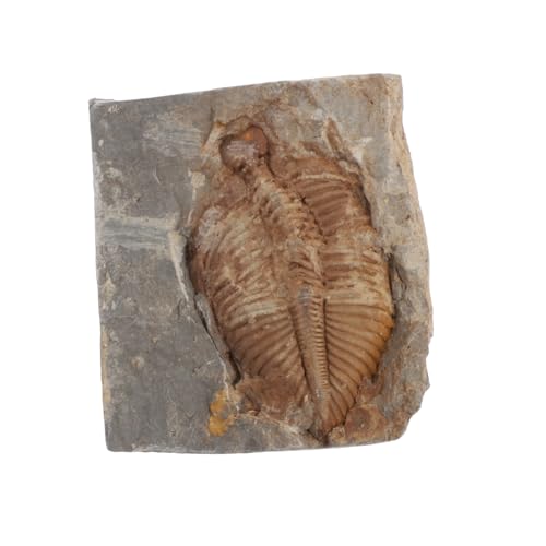 Gatuida Lehrreiches Trilobiten-exemplar – Echtes Antikes – Lernspielzeug Für Kinder – Einzigartiges Sammlungsstück Gatuida Lehrreiches Trilobiten-exemplar – Echtes Antikes – Lernspielzeug Für Kinder – Einzigartiges Sammlungsstück von Gatuida