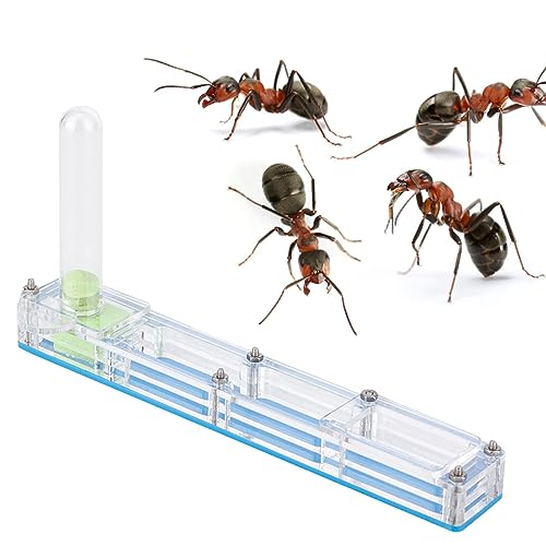 Zucht Haus Nest Formica rium Display Box Wasserturm Feuchtigkeit spendende leichte kompakte lustige Montage für Insekten Fans (Blue Nest) von Gavigain