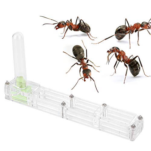 Zucht Haus Nest Formica rium Display Box Wasserturm Feuchtigkeit spendende leichte kompakte lustige Montage für Insekten Fans (Transparent Nest) von Gavigain