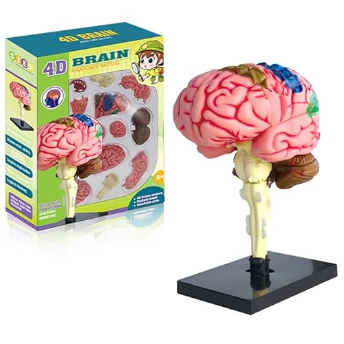 Menschliches Gehirn Modell, Zerlegbar 31-Teiliges, medizinisches Modell mit Display-Basis, für Medizinisches Lehren, Bildung, Display, 11 x 7.5 x 7.5cm von GeluEla