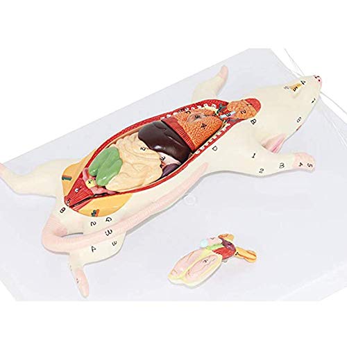 1:1 Anatomisches Mausmodell, Tieranatomiemodell, Biologische Anatomie, Der Maus, Vollständiges Anatomisches Modell, Für Anatomie, Kunst 1:1 Anatomisches Mausmodell, Tieranatomiemodell, Biologische Anatomie, Der Maus, Vollständiges Anatomisches Modell, Für Anatomie, Kunst von Generic