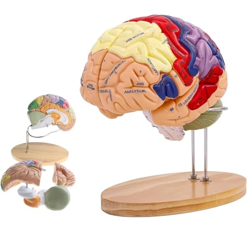 2 mal menschliches Gehirnmodell Anatomie & Display Ständer Lebensgröße 9 farbcodiertes anatomisches Modell des menschlichen Gehirns für den Unterricht im naturwissenschaftlichen Klassenzimmer von Generic