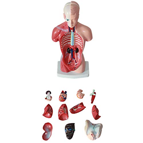 28Cm Removable Torso Anatomisches Modell Fein Und Medizin Modell Menschliches Modell Innere Organe Skelett Ökologische Modelle PVC 15 PCS von Generic