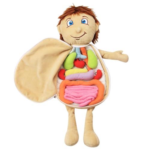 3D-Modell, menschliches Anatomie-Modell, Plüschtier für tragbare Kinder, Organstruktur, Kognition, lange Lebensdauer, Anatomie-Modell, extra von Generic