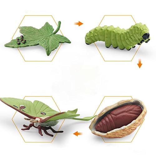 4 Stück Insekt Diagramm, Insekt Lebenszyklus Wachstum Modell Realistische Tier-Diagramm, Biologische Wissenschaft Modell, Insekt Bildung Wachstumsstufe Modell Kunststoff-Insekten 4 Stück Insekt Diagramm, Insekt Lebenszyklus Wachstum Modell Realistische Tier-Diagramm, Biologische Wissenschaft Modell, Insekt Bildung Wachstumsstufe Modell Kunststoff-Insekten von Generic