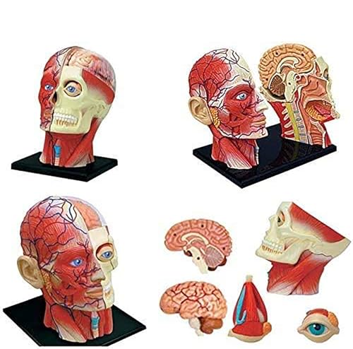 4D Vision Menschlicher Kopf Anatomiemodell - 14 Teile Abnehmbares Schädelgehirn Anatomisches Modell Kopf Puzzle Spielzeug Medizinische Wissenschaft Lehrmittel von Generic
