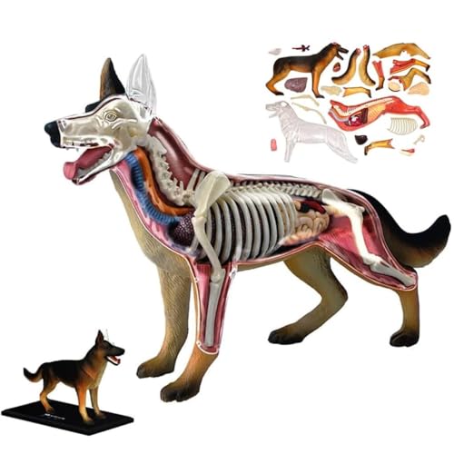 4D Wolf Dog Anatomy Model 29 Pieces Fully Separable Organs Body Parts Dog Anatomy Model Wolf Dogs Skeleton Anatomical Model Three-Dimensional Puzzle 4D Wolf Dog Anatomy Model 29 Pieces Fully Separable Organs Body Parts Dog Anatomy Model Wolf Dogs Skeleton Anatomical Model Three-Dimensional Puzzle von Generic
