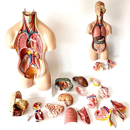 55 cm Großes Menschliches Torso-Körpermodell - 18-Teiliges Halbkörper-Torso-Mit Inneren Organen, Medizinisches Lehrmodell - Als Medizinische Ausbildungshilfe 55 cm Großes Menschliches Torso-Körpermodell - 18-Teiliges Halbkörper-Torso-Mit Inneren Organen, Medizinisches Lehrmodell - Als Medizinische Ausbildungshilfe von Generic