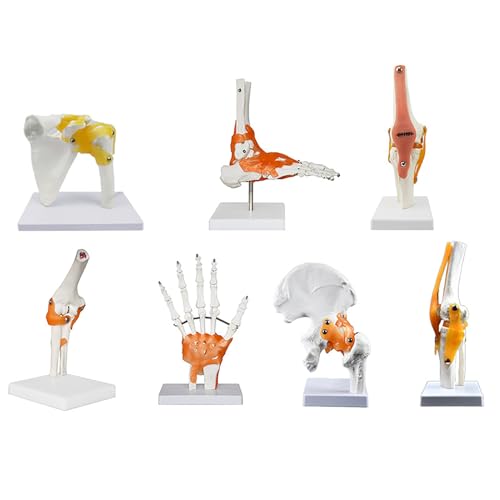 6 Teile/Satz Anatomiemodelle Menschliche Schulter Ellbogen Hüfte Knie Hand Fuß Gelenk Knochenmodelle Menschliches Gelenk Anatomie Modell mit Band Medizinische Lehre Anatomisch 6 Teile/Satz Anatomiemodelle Menschliche Schulter Ellbogen Hüfte Knie Hand Fuß Gelenk Knochenmodelle Menschliches Gelenk Anatomie Modell mit Band Medizinische Lehre Anatomisch von Generic
