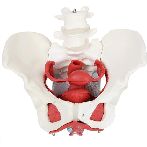 6-teiliges weibliches Becken- und Perineummodell, weibliches Beckenbodenmuskel anatomisches Modell und Gebärmuttervagina Eierstock für das Lehren, Lernen, Anzeigen 6-teiliges weibliches Becken- und Perineummodell, weibliches Beckenbodenmuskel anatomisches Modell und Gebärmuttervagina Eierstock für das Lehren, Lernen, Anzeigen von Generic