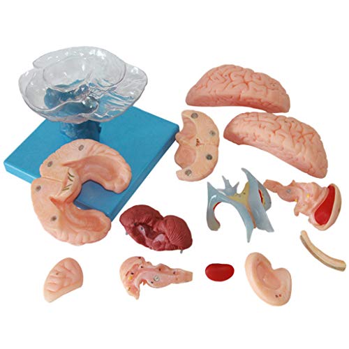 Abnehmbares Kleinhirnmodell - Anatomisches Modell des Menschlichen - Zerlegtes Anatomisches PVC-Modell des Menschlichen Gehirns - Für Studienausstellungen von Generic