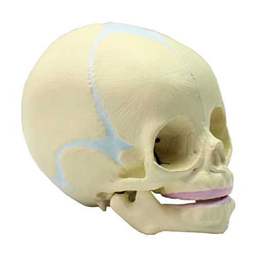 Alter Säuglingsschädel - Anatomisches Modell des Menschlichen Fötusschädels, Realistische Nachbildung des Fötuskopfes - Für Studienzwecke, Ausstel Alter Säuglingsschädel - Anatomisches Modell des Menschlichen Fötusschädels, Realistische Nachbildung des Fötuskopfes - Für Studienzwecke, Ausstel von Generic