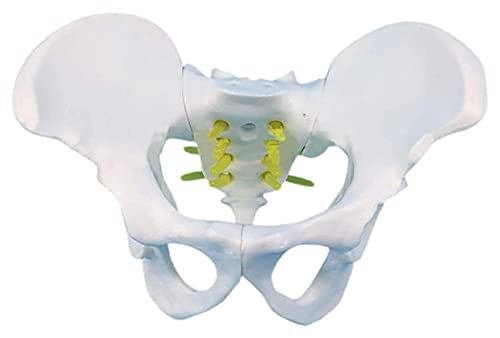 Anatomie-Lehrmodell, Kleines Weibliches Beckenskelettmodell, Anatomisches Modell, Beckenskelettmodell (Größe: 13 X 10 X 9 cm) von Generic