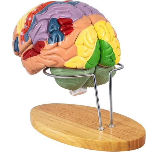Anatomie des menschlichen Gehirnmodells, 2X lebensgroßes anatomisches Modell des menschlichen Gehirns für die Neurowissenschaften mit 4 farbcodierten, abnehmbaren Gehirnmodellen für Lernen von Generic