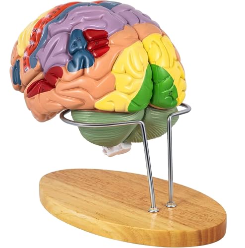 Anatomie des menschlichen Gehirnmodells 2X lebensgroß Anatomisches Modell des menschlichen Gehirns für die Neurowissenschaften mit farbcodiertem, abnehmbarem Gehirnmodell von Generic
