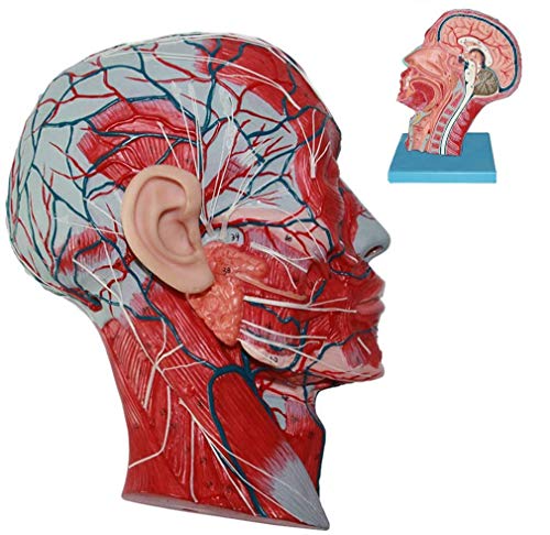 Anatomisches Gehirnmodell - Medianer Sagittalabschnitt, Anatomisches Modell des Kopfes- Wissenschaftliche Modelle Der Menschlichen Anatomie Anatomisches Gehirnmodell - Medianer Sagittalabschnitt, Anatomisches Modell des Kopfes- Wissenschaftliche Modelle Der Menschlichen Anatomie von Generic