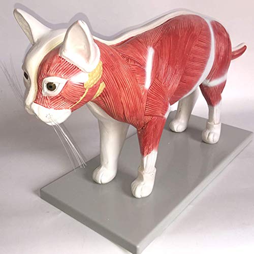 Anatomisches Katzenmodell - Modell des Katzenskeletts, Der Inneren , Anatomie, Tierlehrmodell - Für Studienausstellungen, Lehren, Medizinisches Modell von Generic