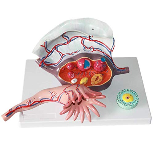 Anatomisches Modell Der Gebärmutter - 3-Teiliges Anatomisches Modell Der Eierstöcke Anatomisches Modell des Urogenitalsystems - Als Trainingshilfe Anatomisches Modell Der Gebärmutter - 3-Teiliges Anatomisches Modell Der Eierstöcke Anatomisches Modell des Urogenitalsystems - Als Trainingshilfe von Generic