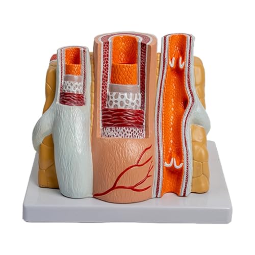 Anatomisches Modell der menschlichen Arterie, Anatomisches Modell der Blutgefäße, Arteriovenöses Herz-Kreislauf-Modell, Anatomisches Gefäßmodell for Arteriosklerose, Herz-Kreislauf- und zerebrovaskulä Anatomisches Modell der menschlichen Arterie, Anatomisches Modell der Blutgefäße, Arteriovenöses Herz-Kreislauf-Modell, Anatomisches Gefäßmodell for Arteriosklerose, Herz-Kreislauf- und zerebrovaskulä von Generic