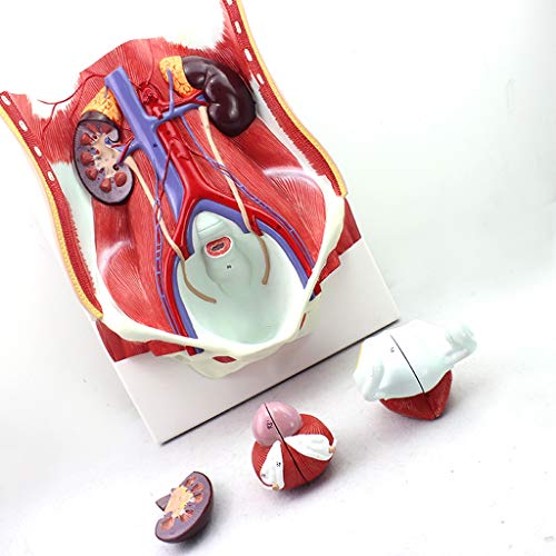 Anatomisches Modell des Entralwandorgans - Anatomisches Modell Menschlicher - Modell des Harnsystems - Lehrmodell Zur Demonstration des Genitourin-Systems von Generic