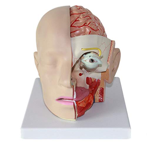 Anatomisches Modell des Menschlichen Kopfes Mit Gehirn - Anatomisches Modell des Menschlichen - Klassisches Anatomiemodell des Gehirns - Modell Der Hirnarterie Anatomisches Modell des Menschlichen Kopfes Mit Gehirn - Anatomisches Modell des Menschlichen - Klassisches Anatomiemodell des Gehirns - Modell Der Hirnarterie von Generic
