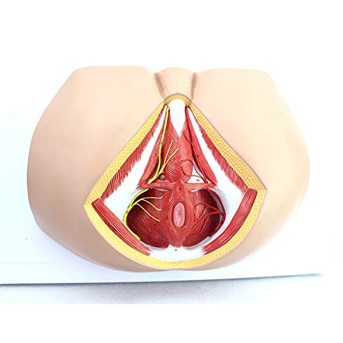 Anatomisches Perineummodell - Wissenschaftliche Modelle Der Gefäßnerven des Menschlichen Körpers, des Genital- Anorektalsystems - Als Medizinisches Anatomisches Perineummodell - Wissenschaftliche Modelle Der Gefäßnerven des Menschlichen Körpers, des Genital- Anorektalsystems - Als Medizinisches von Generic