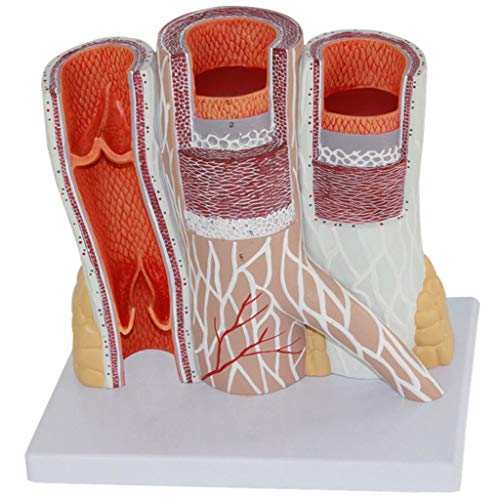 Anatomisches Und Venöses Anatomisches Modell - Wissenschaftliches Menschliches Modell, Struktur Der Menschlichen Blutgefäße, Arteriovenöses Modell Anatomisches Und Venöses Anatomisches Modell - Wissenschaftliches Menschliches Modell, Struktur Der Menschlichen Blutgefäße, Arteriovenöses Modell von Generic