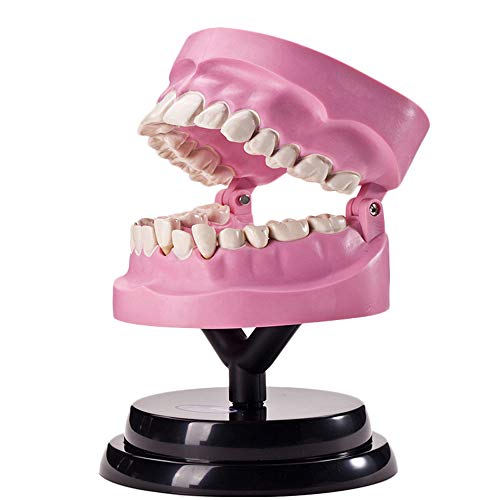Anatomisches Zahnmodell - Dentalzahnmodell - Anatomisches Modell Der Menschlichen Zahnstruktur - Dentalanatomisches - Lehr- Und Demonstrationsmodell Für Zähne Anatomisches Zahnmodell - Dentalzahnmodell - Anatomisches Modell Der Menschlichen Zahnstruktur - Dentalanatomisches - Lehr- Und Demonstrationsmodell Für Zähne von Generic