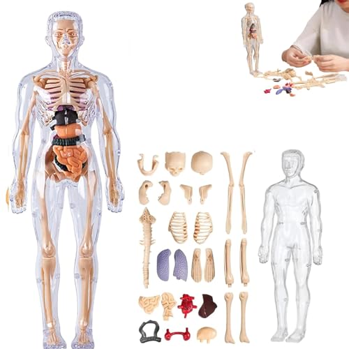 Clear Human Body Structure Model, 29 Piece 3D Anatomy Figure Kit – Removable Organs, Bones, DIY Assembled Human Torso Organ Model, with Instruction Manual, for Students, Teachers (Full Transparency) von Generic