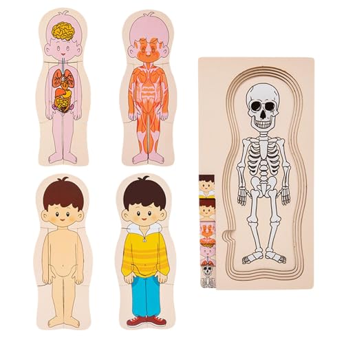 Die Beleuchtung des Organskeletts - Puzzle mit Teilen des menschlichen Körpers aus Holz, interaktives Puzzle des menschlichen Körpers, Strukturpuzzle des menschlichen Körpers für die Bildung des Die Beleuchtung des Organskeletts - Puzzle mit Teilen des menschlichen Körpers aus Holz, interaktives Puzzle des menschlichen Körpers, Strukturpuzzle des menschlichen Körpers für die Bildung des von Generic