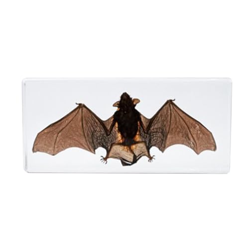 Fledermaus-Präparat - Dekoratives Fledermausexemplar, Fledermausdekor aus Kunstharz | Gothic-Fledermaus-Display, Halloween-Fledermaus-Wandkunst, gruseliges Fledermaus-Ornament, Fledermaus-Kuriositäten Fledermaus-Präparat - Dekoratives Fledermausexemplar, Fledermausdekor aus Kunstharz | Gothic-Fledermaus-Display, Halloween-Fledermaus-Wandkunst, gruseliges Fledermaus-Ornament, Fledermaus-Kuriositäten von Generic
