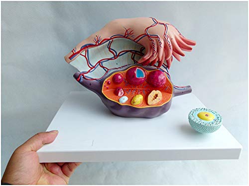 Gebärmuttermodell - Anatomisches Modell Menschlicher Organe - Vergrößerungsmodell Der Eierstöcke - Medizinisch-Anatomisches Modell des Weiblichen Fortpflanzungs Gebärmuttermodell - Anatomisches Modell Menschlicher Organe - Vergrößerungsmodell Der Eierstöcke - Medizinisch-Anatomisches Modell des Weiblichen Fortpflanzungs von Generic