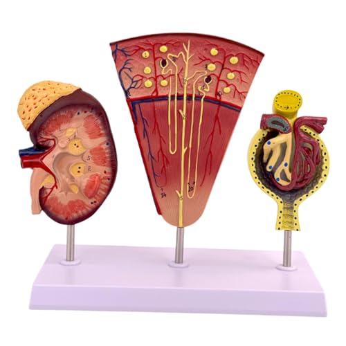 Generic Anatomisches Modell der menschlichen Niere aus PVC für Schüler, Display und Lehrwerkzeuge von Generic