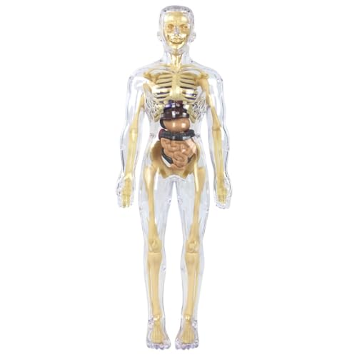 Generisches menschliches Körper Skelettmodell Kits Anatomie -Figur menschliches Körpermodell für die Anatomiestudie Generisches menschliches Körper Skelettmodell Kits Anatomie -Figur menschliches Körpermodell für die Anatomiestudie von Generic
