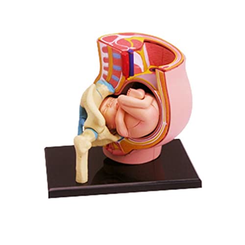 Handgemalte Schwangere Becken Abschnitt Modell Menschliche Frauen Schwangere Becken Abschnitt Modell Neun Monate Baby Fötus Modell von Generic