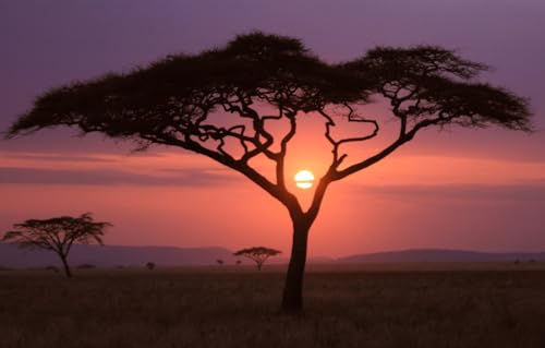 Holz Puzzle 1000 Teile, Afrikanische Bäume Sonnenuntergang Silhouette Brain Challenge Puzzle Spiele 75X50Cm von Generic