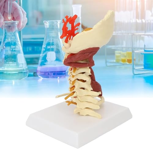 Human Cervical Spine Model, Human Cervical Vertebra Anatomy Model with Nerve and Muscles, 1:1 Human Size and Sturdy PVC Material, High Anatomical Accuracy, for Hospital, School, Demonstration von Generic