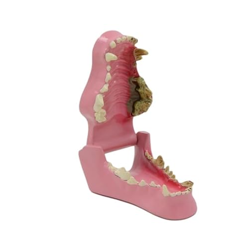 Hundezähne Modell, Hund Eckzahn Anatomie Modell Canine Veterinärtier Skeleton Veterinary Teaching PVC von Generic