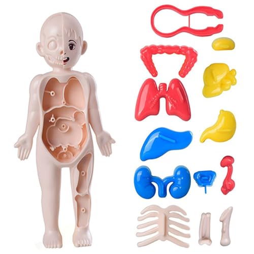 Interaktives Spielzeug für Anatomie: pädagogische Modelle der Anatomie, Werkzeuge für das Studium der Anatomie, anatomisches Modell für Kinder, herausnehmbare Anatomie und Physiologie, Modell von Generic