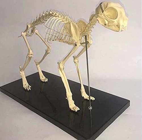 Katze Skeleton Modell 1: 1Anatomisches Modell Pet Katze Knochen Tier Skelett Probe Anatomie Biest Medizin Bildung Demonstration Werkzeug Tier Skeleton Katze Skeleton Modell 1: 1Anatomisches Modell Pet Katze Knochen Tier Skelett Probe Anatomie Biest Medizin Bildung Demonstration Werkzeug Tier Skeleton von Generic